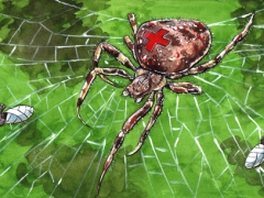 rotkreuzspinne