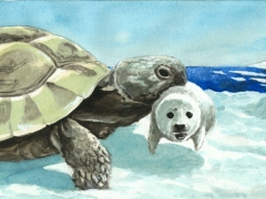 Schildkroete, Robbenbaby