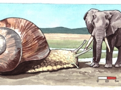schnecke und elefant
