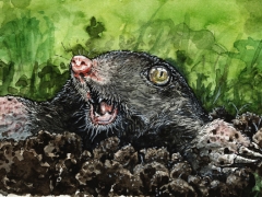 Rechteseite Maulwurf