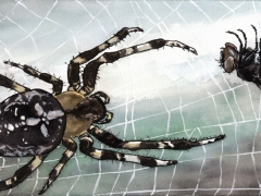 Spinne und Fliege