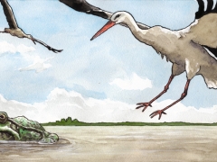 Staat und Recht, Storch und Frosch