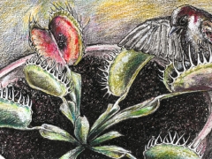 Rechteseite, Venusfliegenfalle