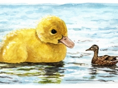 Staat und Recht, Ente mit Riesenküken